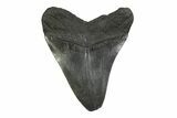 Bargain, Fossil Megalodon Tooth - South Carolina #356828-1
